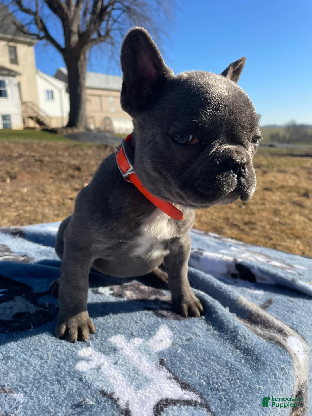 French Bulldog dogs for sale: Fiona - Ad 4