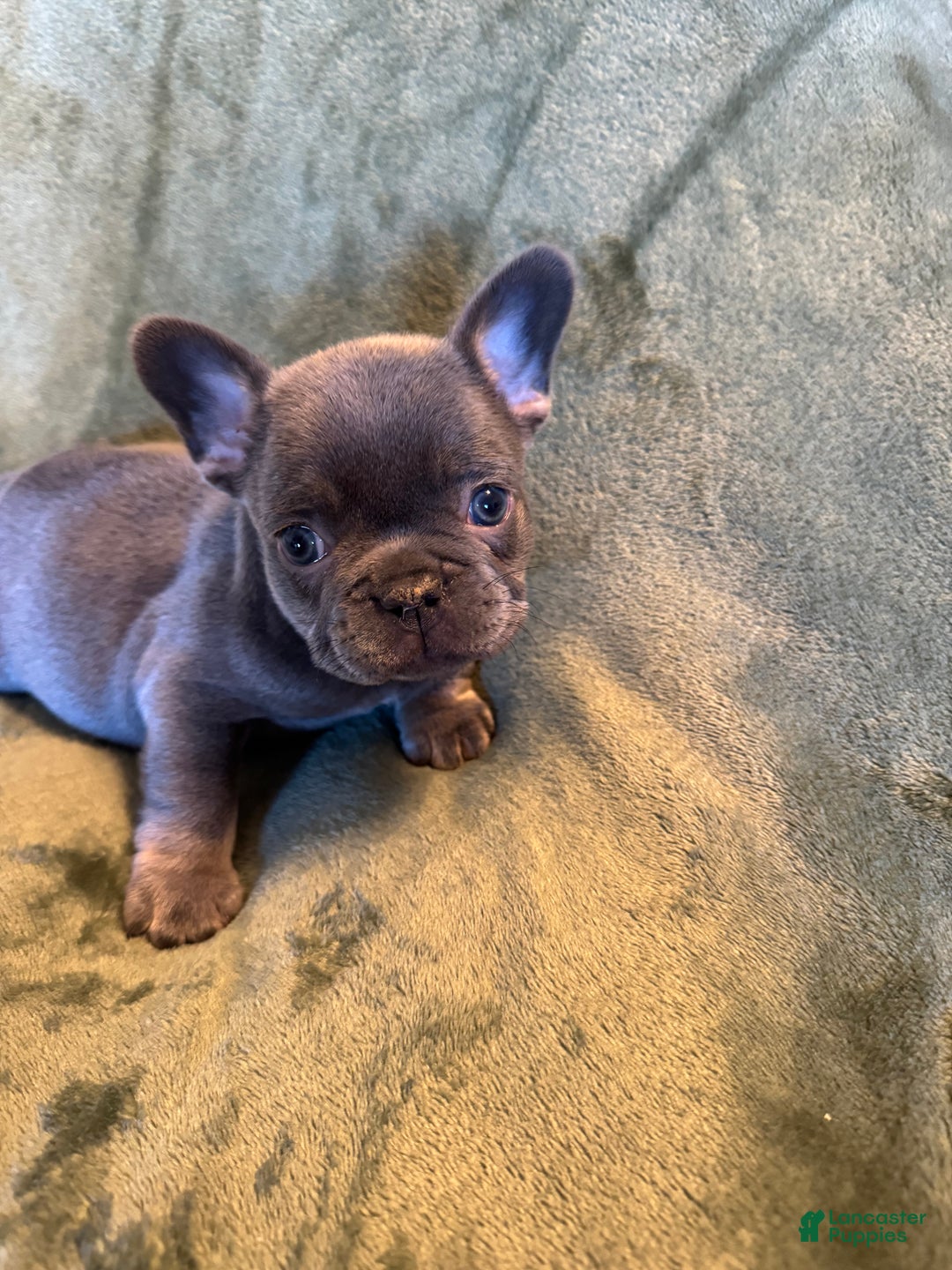 French Bulldog dogs for sale: River  - Ad 1