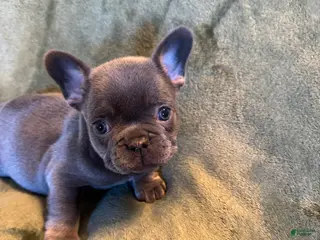 French Bulldog dogs River - Ad 7