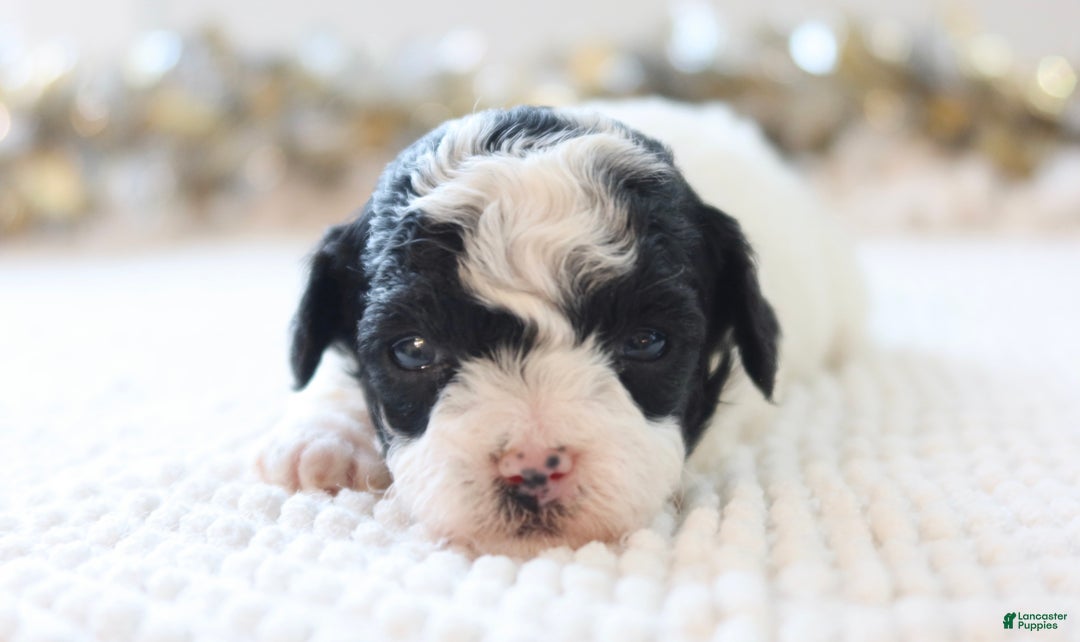 Toy Poodle dogs for sale: Holly - Ad 2