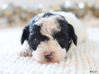 Toy Poodle dogs Holly - Ad 12