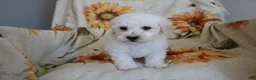 Bichon Frise dogs for sale: Barney  - Ad 4