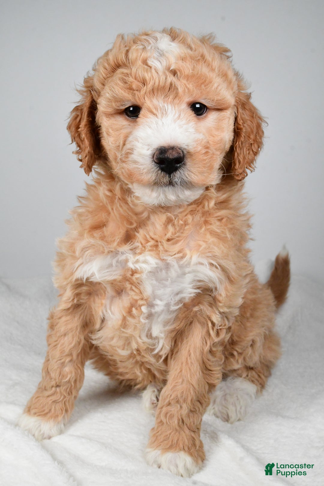 Mini Goldendoodle dogs for sale: Rudolph - Ad 2