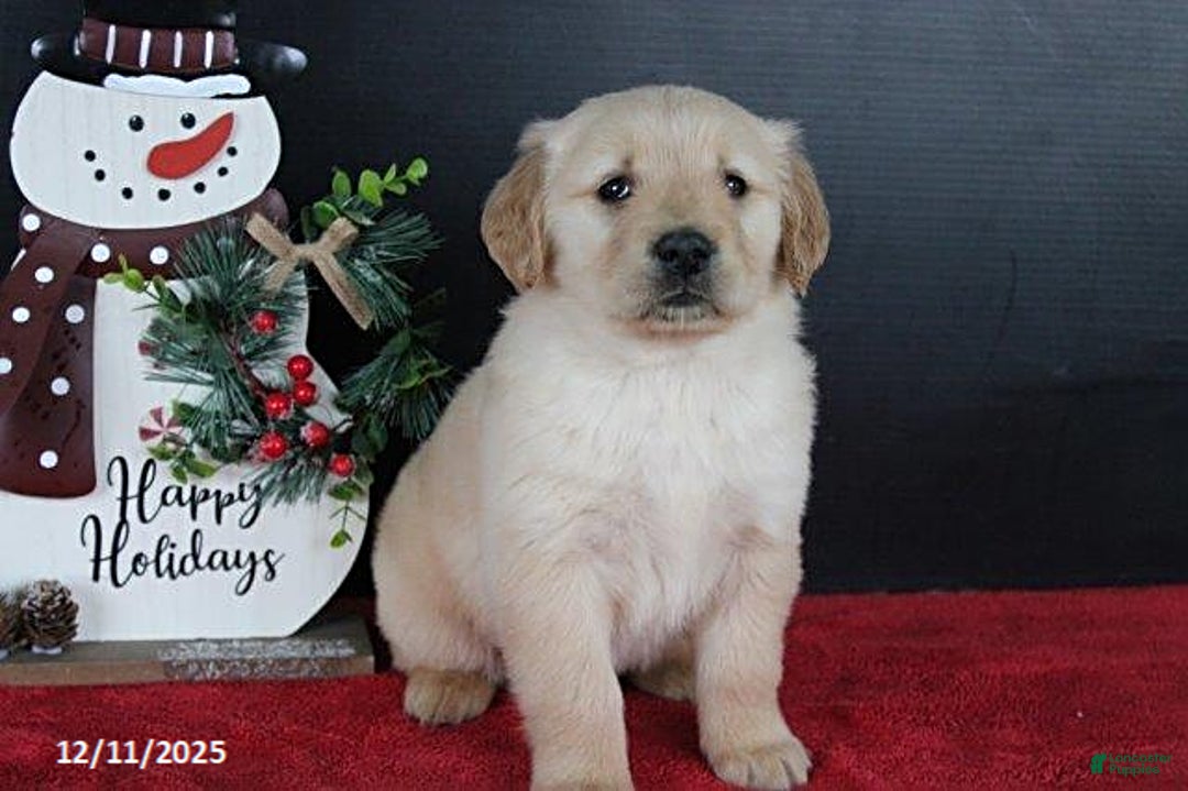 Golden Retriever dogs for sale: Cookie - Ad 5