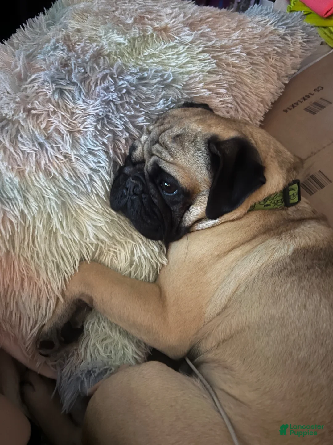 Pug dogs for stud: Rocky the Stud - Ad 2