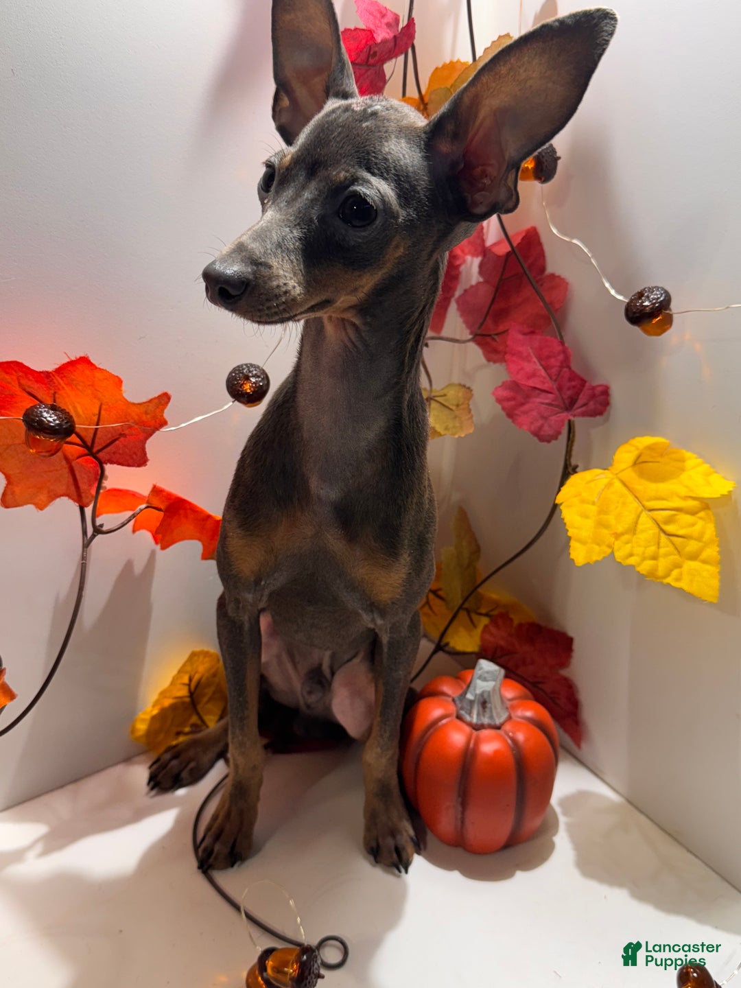 Miniature Pinscher dogs for sale: Milo - Ad 3