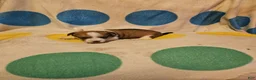 Chihuahua dogs for sale: Frari - Ad 13