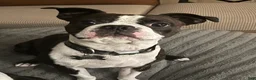 Boston Terrier dogs for stud: Oliver - Ad 1