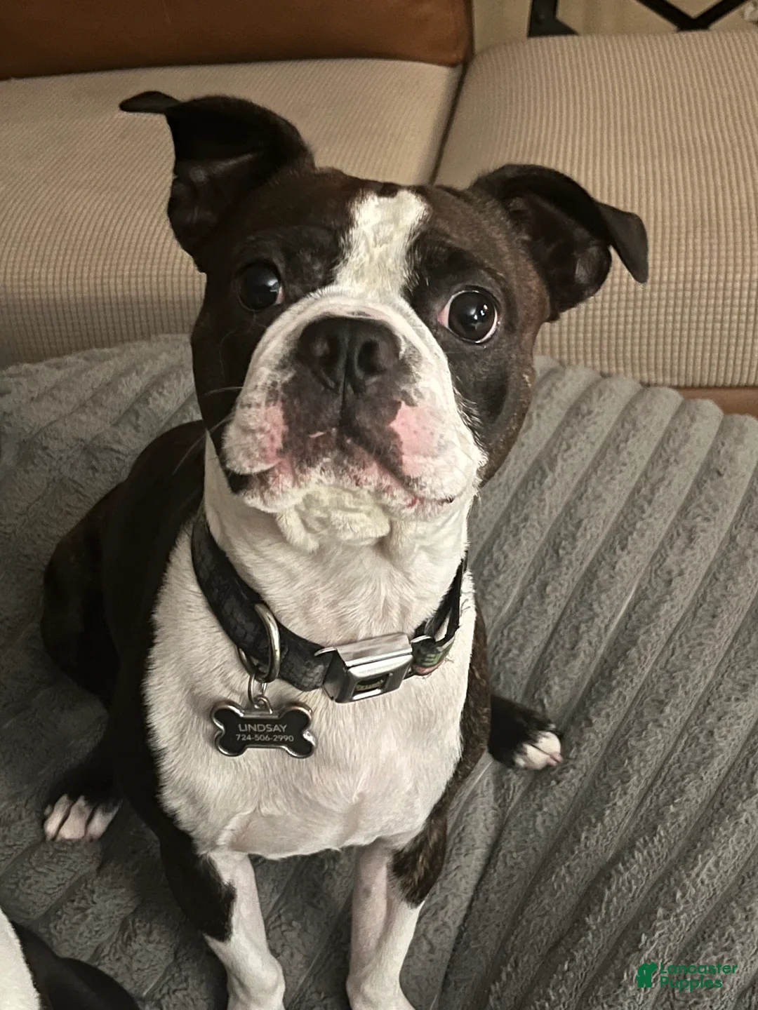 Boston Terrier dogs for stud: Oliver - Ad 1