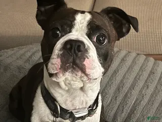 Boston Terrier dogs Oliver - Ad 1