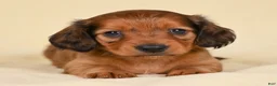 Miniature Dachshund dogs for sale: AKC Remmi - Ad 3