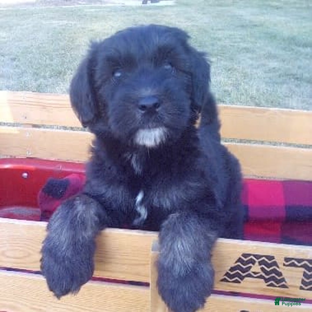 Gallery Image {{count}}