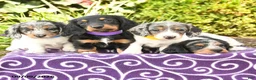 Miniature Dachshund dogs for sale: Obie - Ad 5