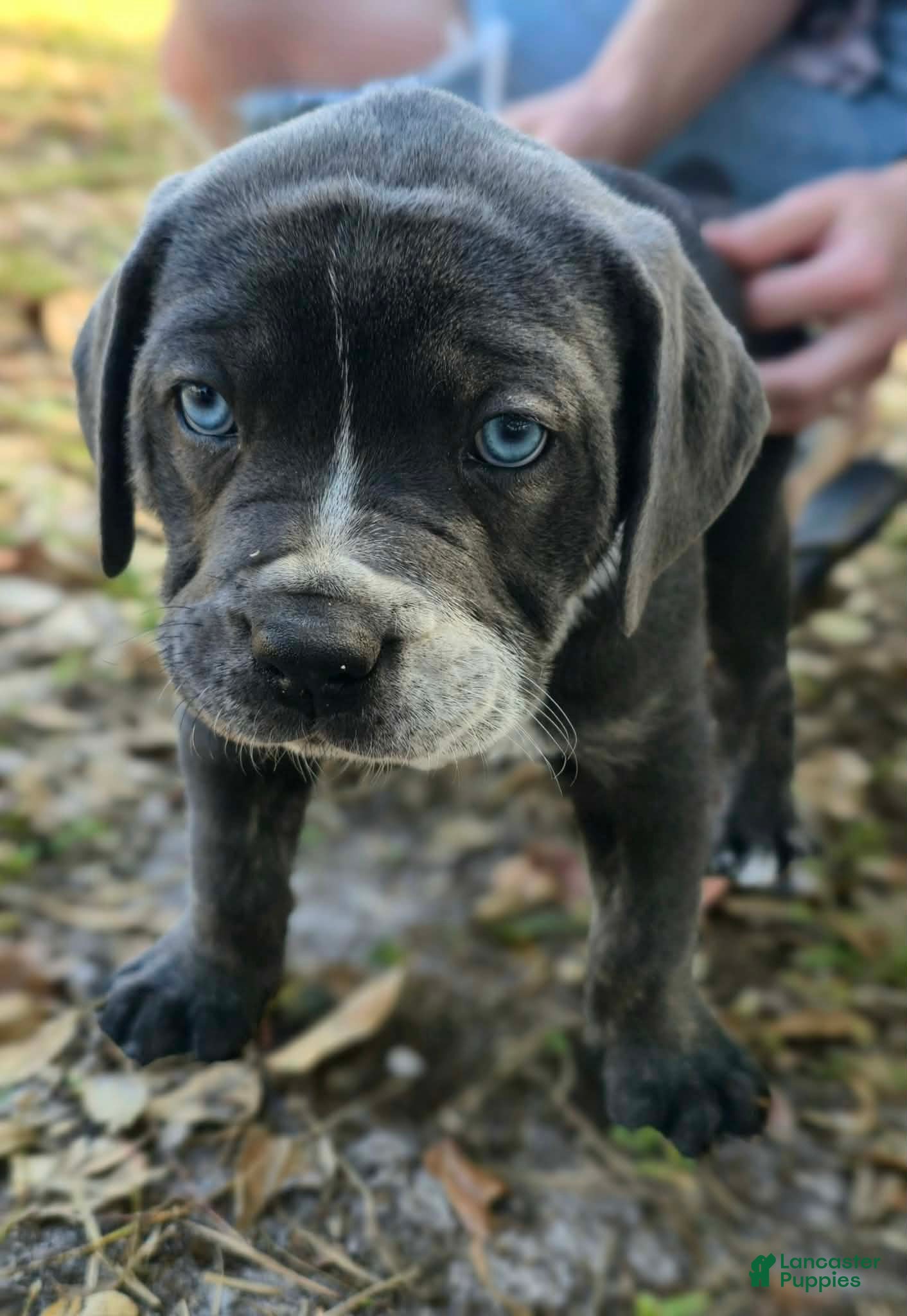 Cane Corso dogs Bandit - Ad 1