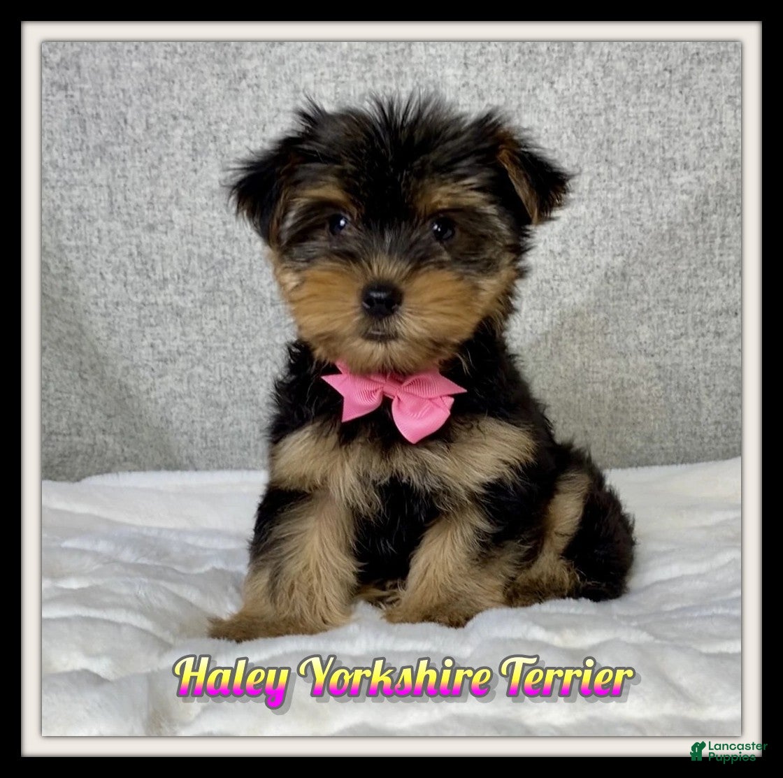 Yorkshire Terrier dogs Haley - Ad 1