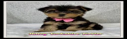Yorkshire Terrier dogs for sale: Haley - Ad 1