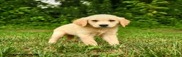 Golden Retriever dogs for sale: Mikayla - Ad 4