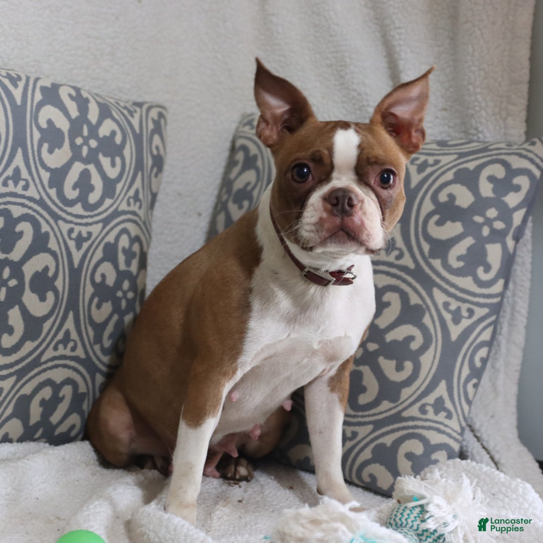 Boston Terrier dogs for sale: Hickory - Ad 8