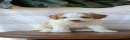 Cavapoo dogs for sale: Macy - Ad 9