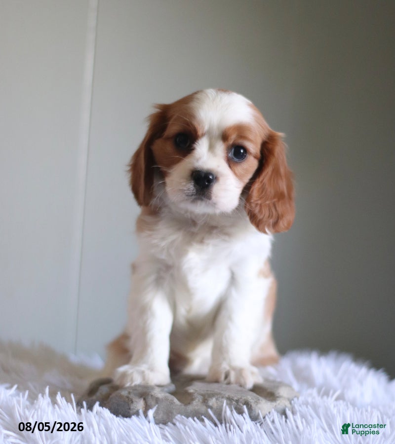 Cavalier King Charles Spaniel dogs Hayley - Ad 1
