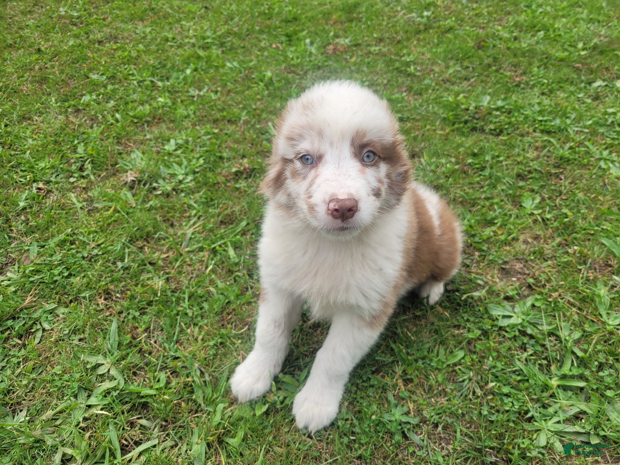 Ram (Australian Shepherd, Male) in Inkster, MI