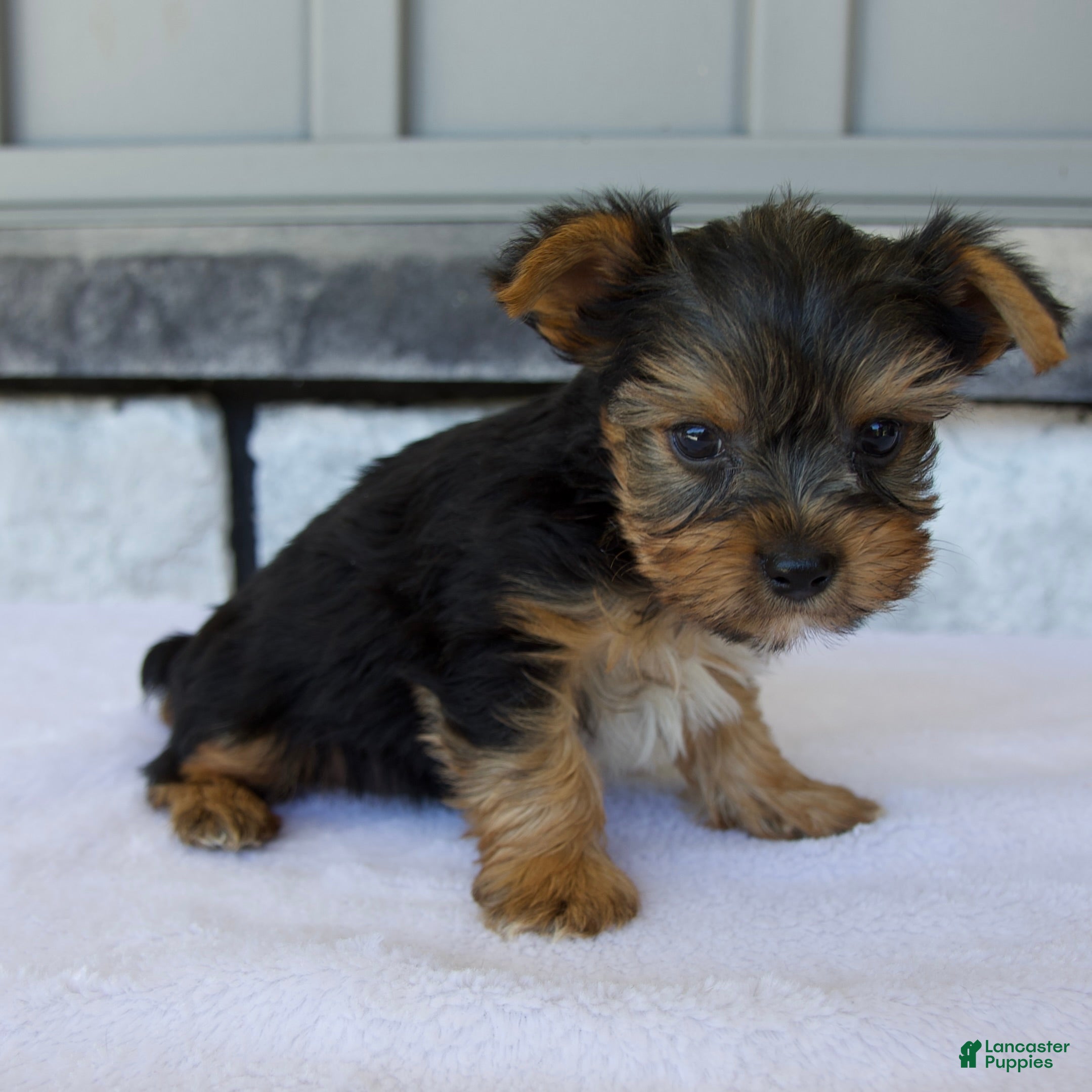 Yorkshire Terrier dogs Porker - Ad 2