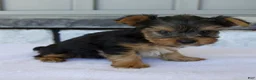 Yorkshire Terrier dogs for sale: Porker - Ad 2