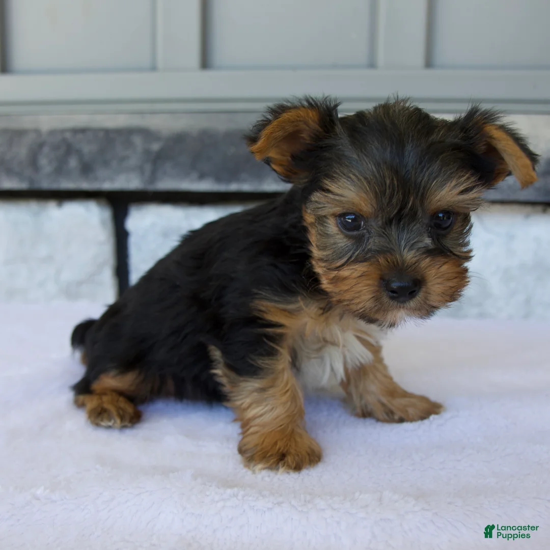 Yorkshire Terrier dogs for sale: Porker - Ad 2