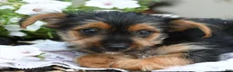 Yorkshire Terrier dogs for sale: Freya - Ad 4