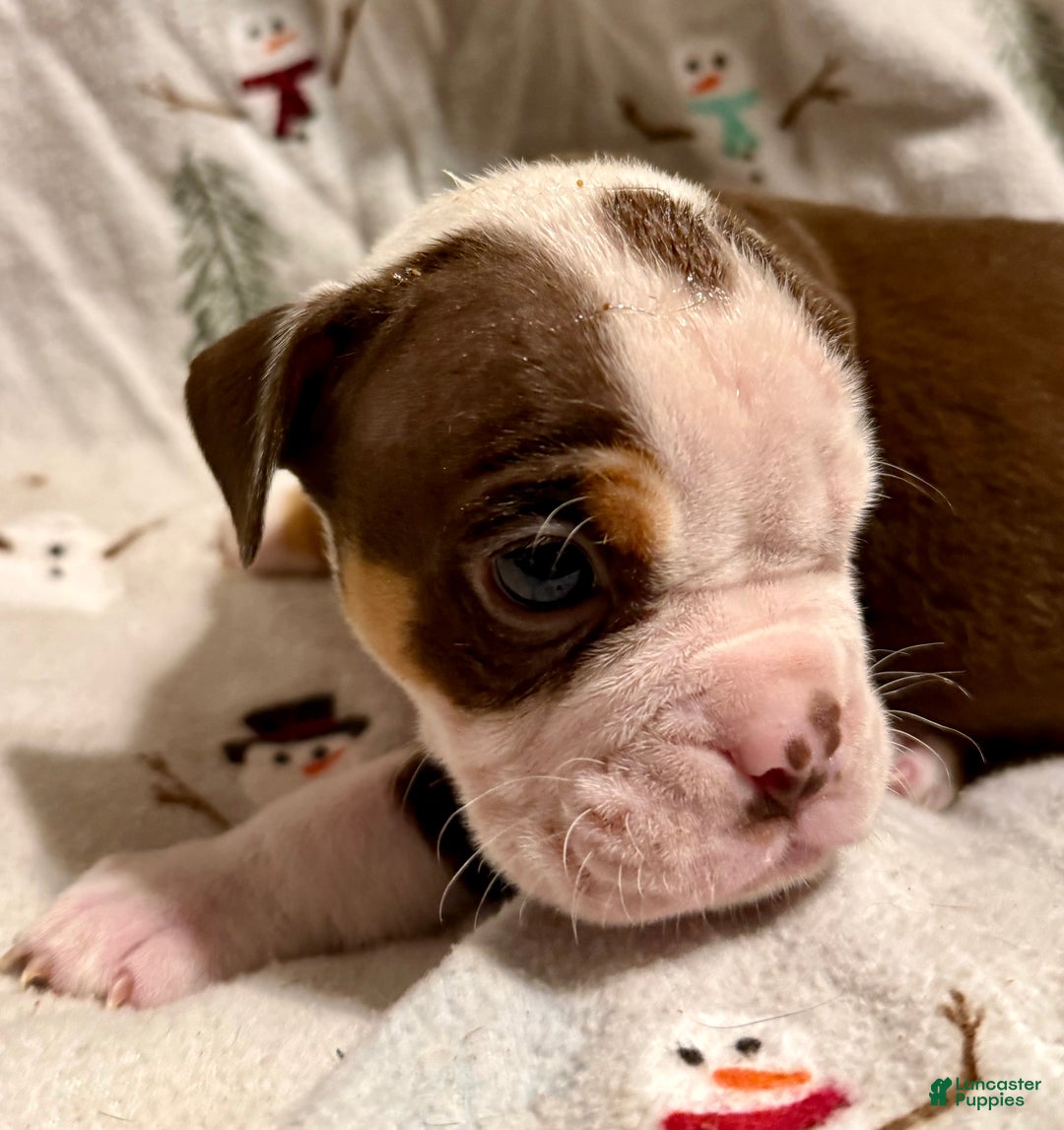 Olde English Bulldogge dogs for sale: Kayce - Ad 4
