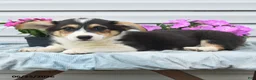 Welsh Corgi Pembroke dogs for sale: Jasper - Ad 5