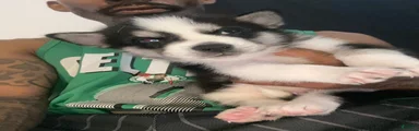 Siberian Husky 3