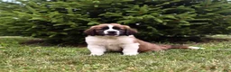 Saint Berdoodles dogs for sale: Bo - Ad 7