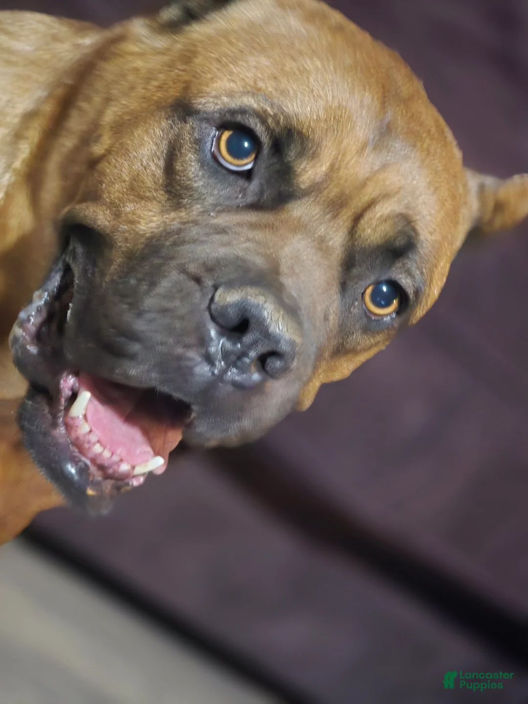 Cane Corso dogs for sale: Cane Corso Puppy 4 - Ad 2