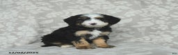 Mini Bernedoodle dogs for sale: Taffy - Ad 3