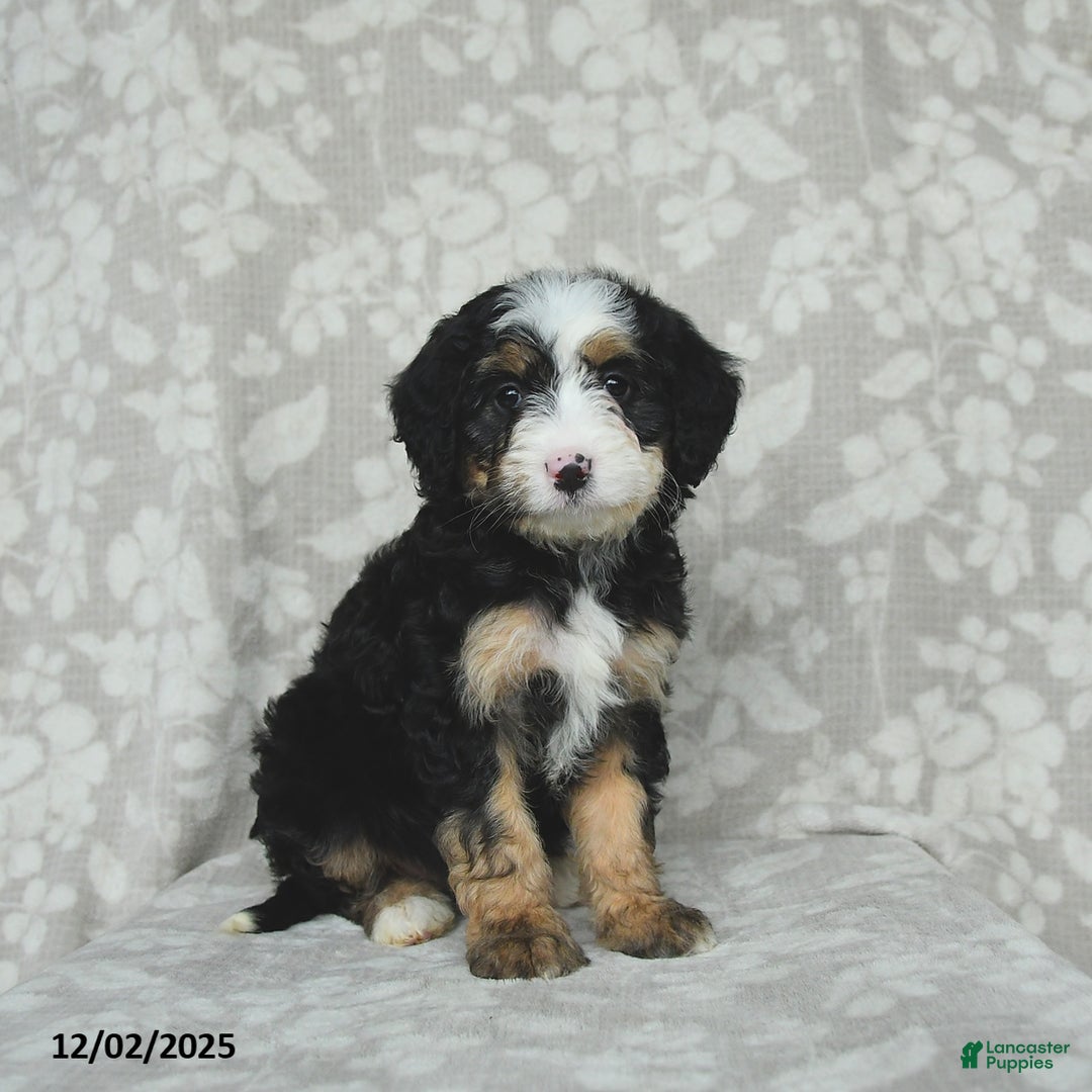 Mini Bernedoodle dogs for sale: Taffy - Ad 3