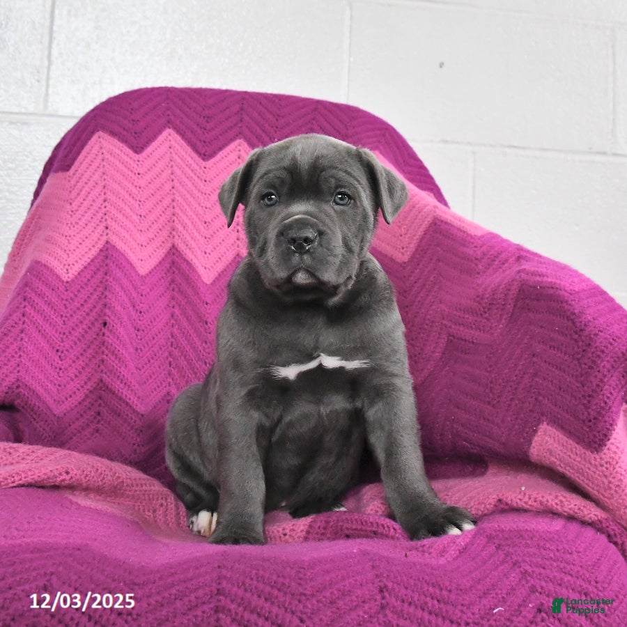 Cane Corso dogs Rocket - Ad 42