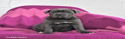 Cane Corso dogs for sale: Rocket - Ad 1