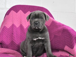 Cane Corso dogs Rocket - Ad 5