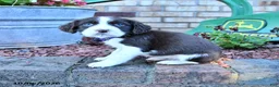 English Springer Spaniel dogs for sale: Ceasar - Ad 4