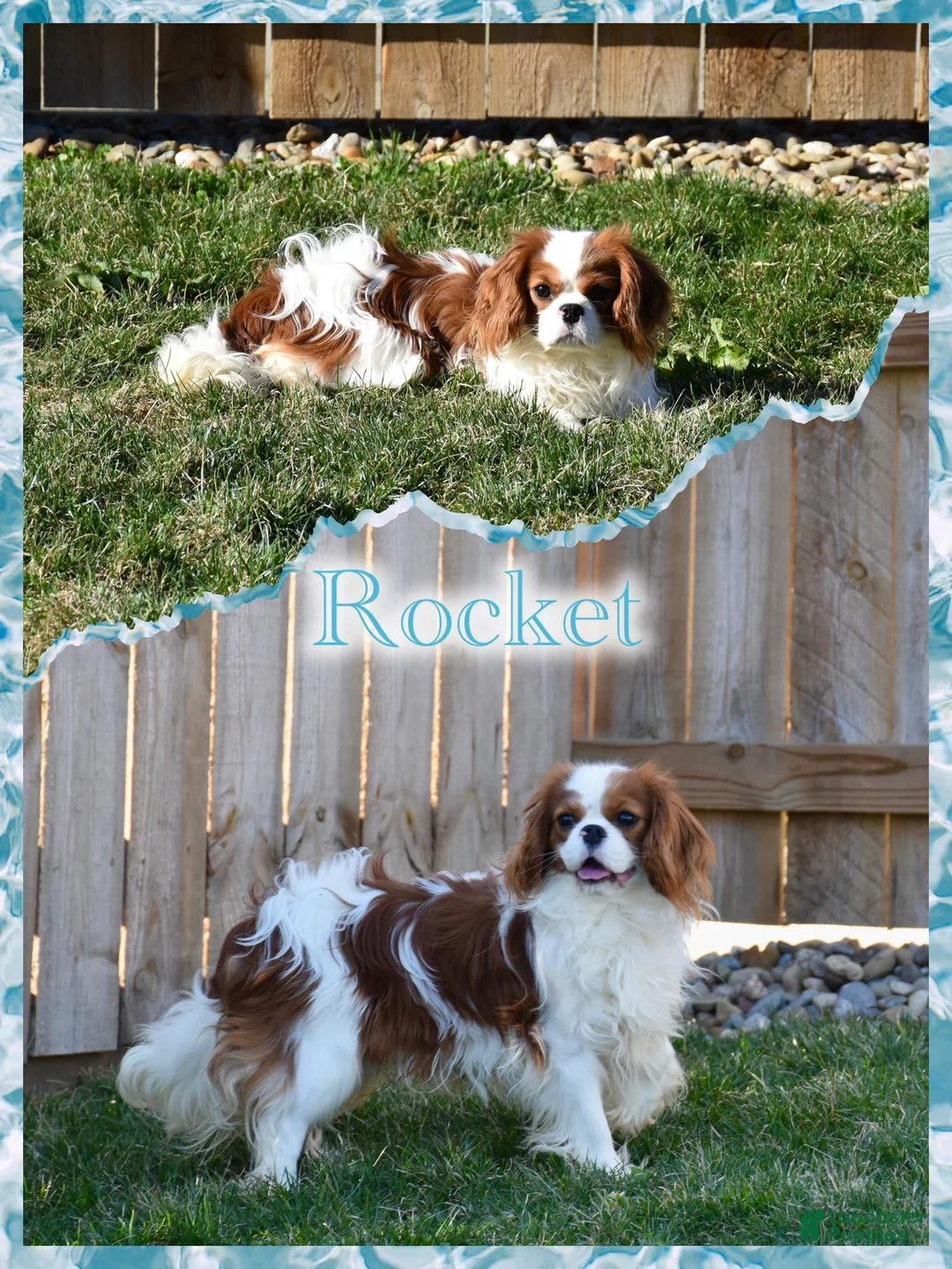 Cavalier King Charles Spaniel dogs for sale: Almond - Ad 6