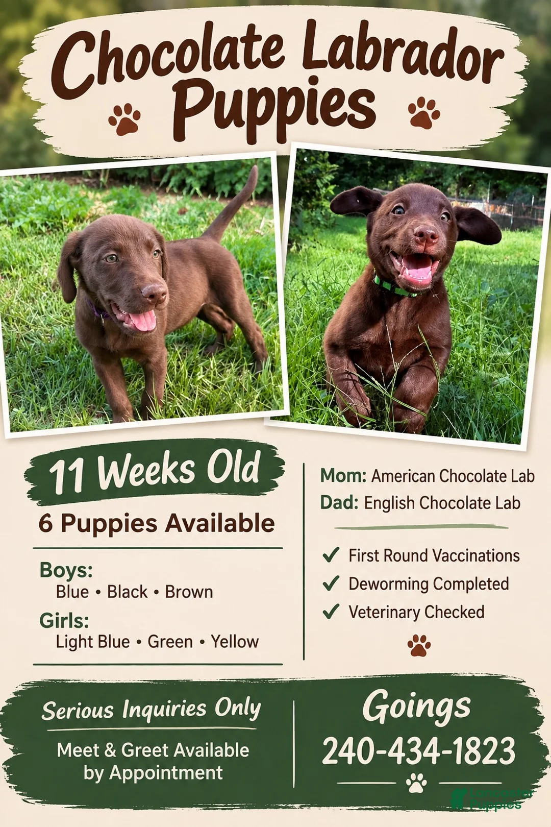 Labrador Retriever dogs for sale: Black - Ad 5