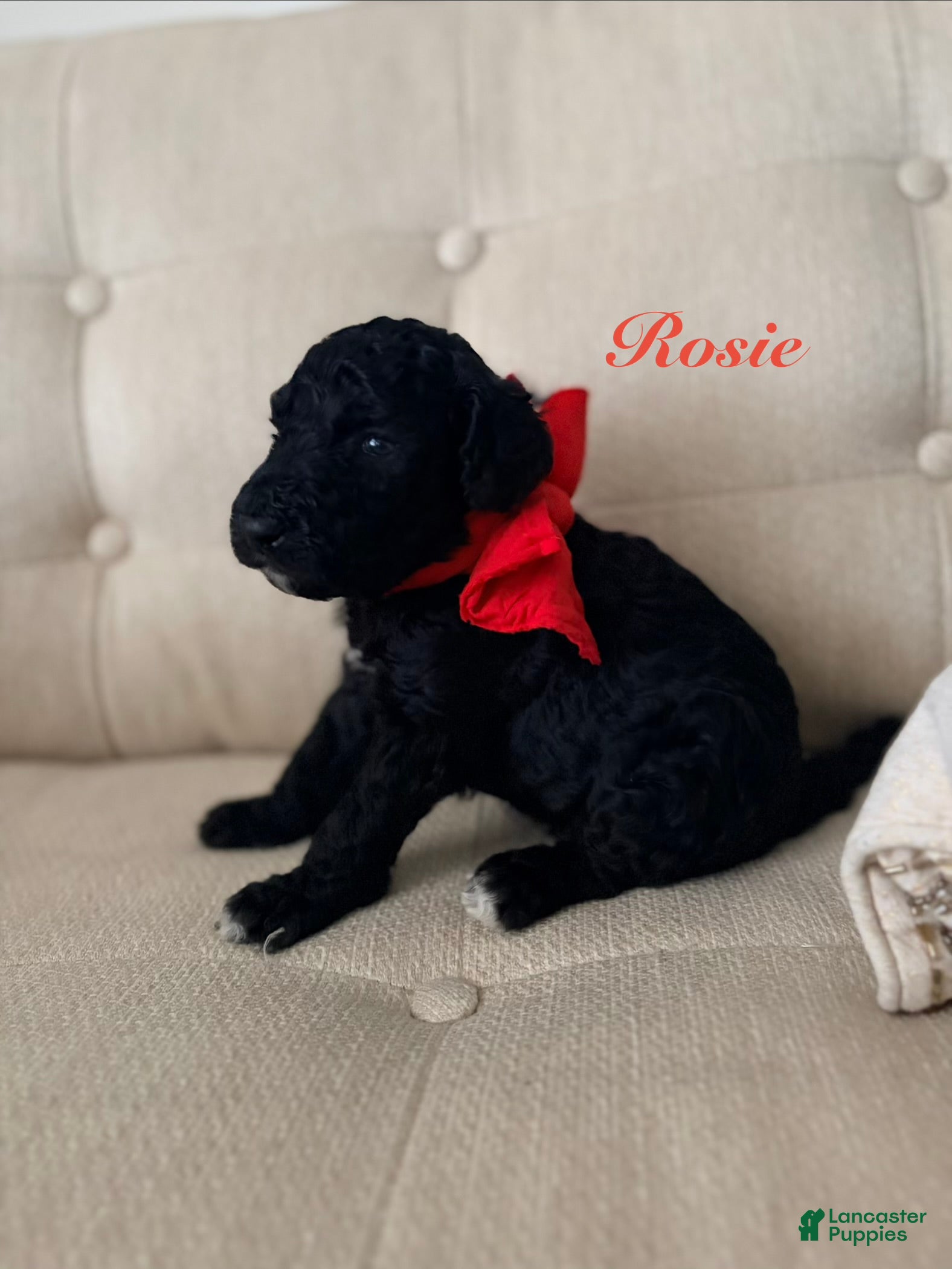 Standard Poodle dogs Rose - Ad 13