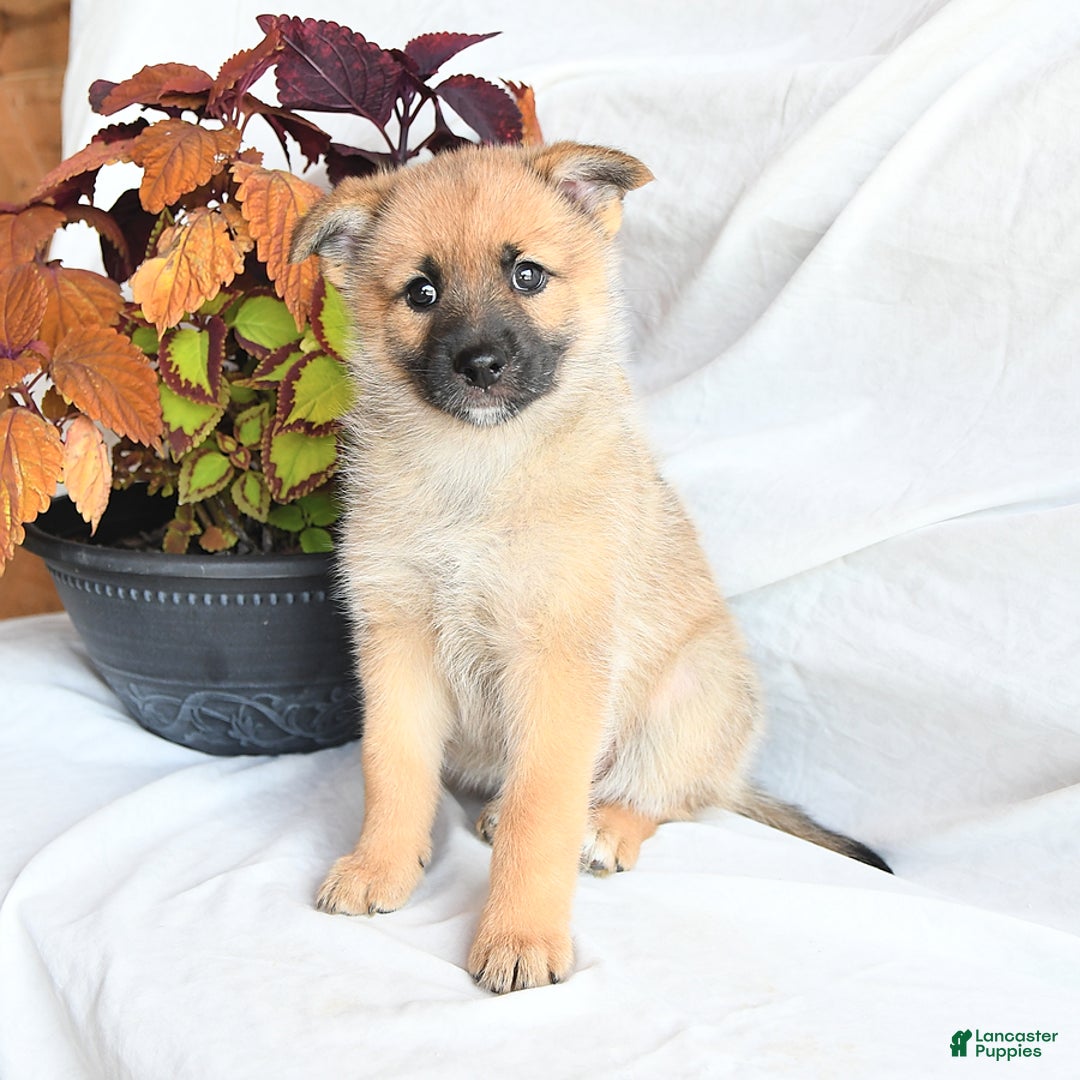 Mixed Breed dogs for sale: Tricky - Ad 19