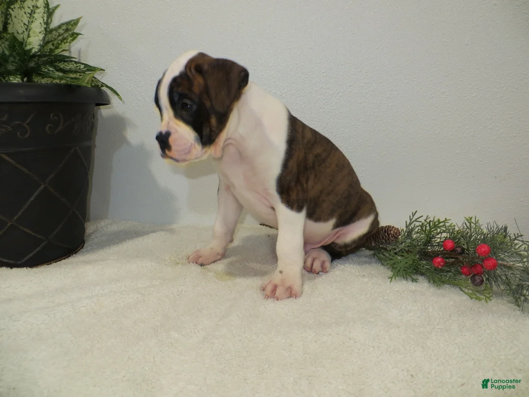 Boxer dogs for sale: ⛵️RAFT - Ad 2