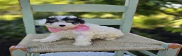 Miniature Poodle dogs for sale: Cutie - Ad 1
