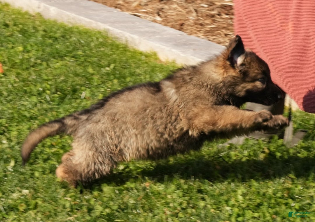 German Shepherd dogs for sale: Zoey - Ad 3