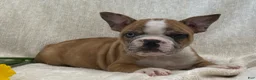 Frenchton dogs for sale: Dakota - Ad 7