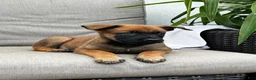 Belgian Malinois dogs for sale: Bambi - Ad 1