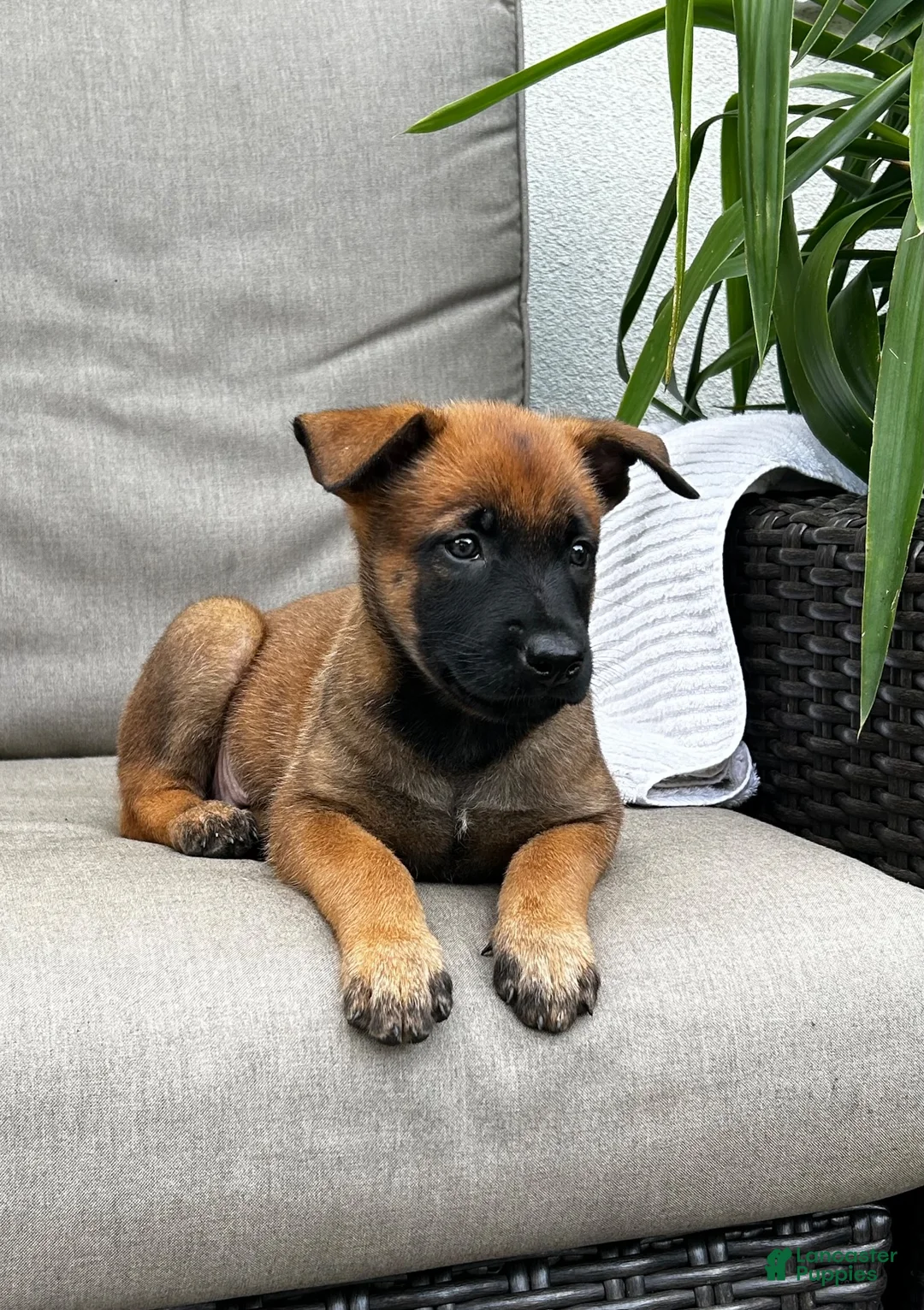 Belgian Malinois dogs for sale: Bambi - Ad 1